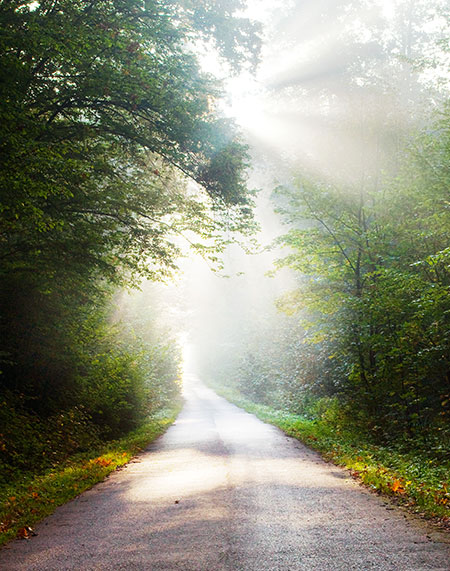 gcui_narconon:path-through-the-trees